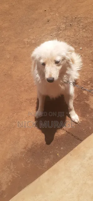 1+ year Male Purebred Japanese Spitz