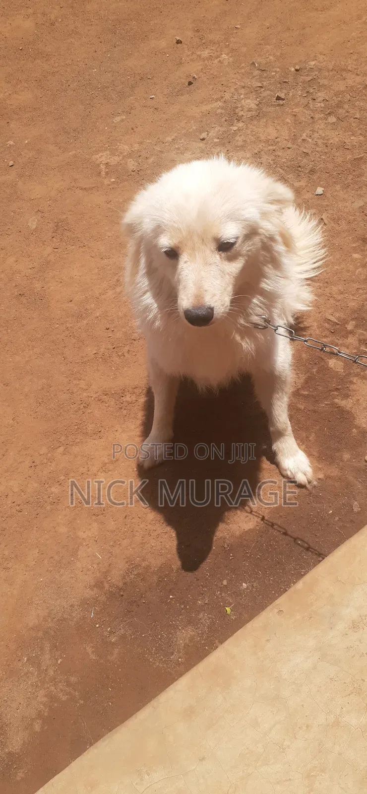 1+ year Male Purebred Japanese Spitz