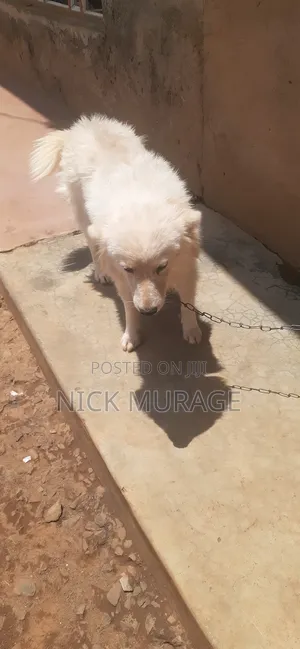 1+ year Male Purebred Japanese Spitz