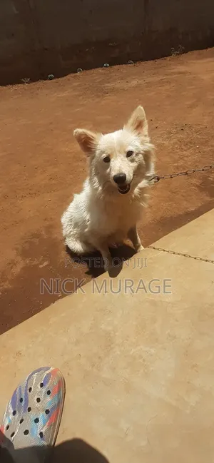 1+ year Male Purebred Japanese Spitz