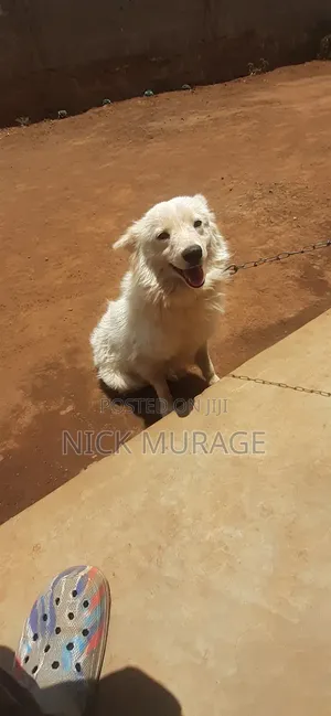 1+ year Male Purebred Japanese Spitz