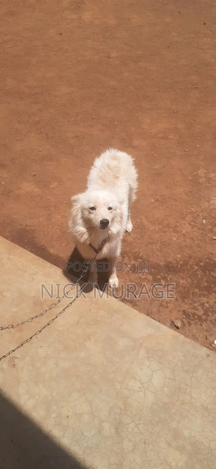 1+ year Male Purebred Japanese Spitz