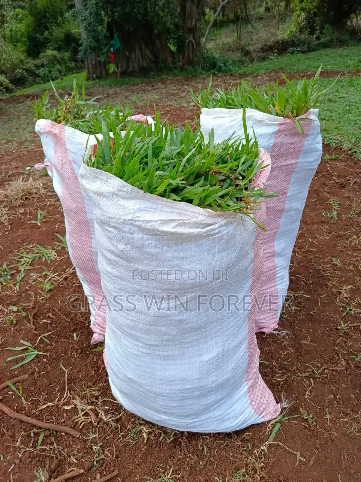 Arabic Grass Pemba Green Zibabwe Capet Grass Is Available