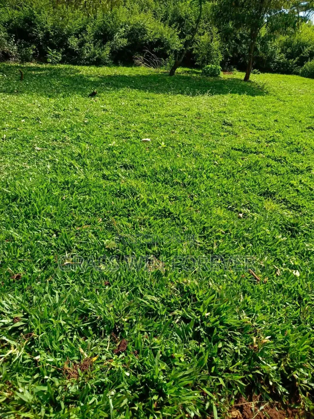 Arabic Grass Pemba Green Zibabwe Capet Grass Is Available