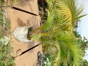 All Palm Treesseedlings Available