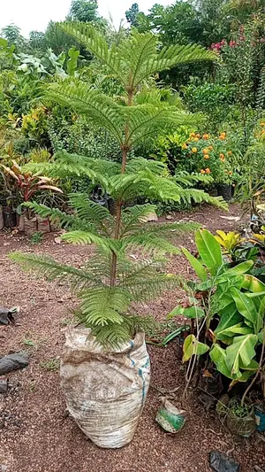 All Palm Treesseedlings Available