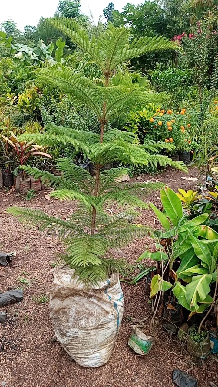 All Palm Treesseedlings Available