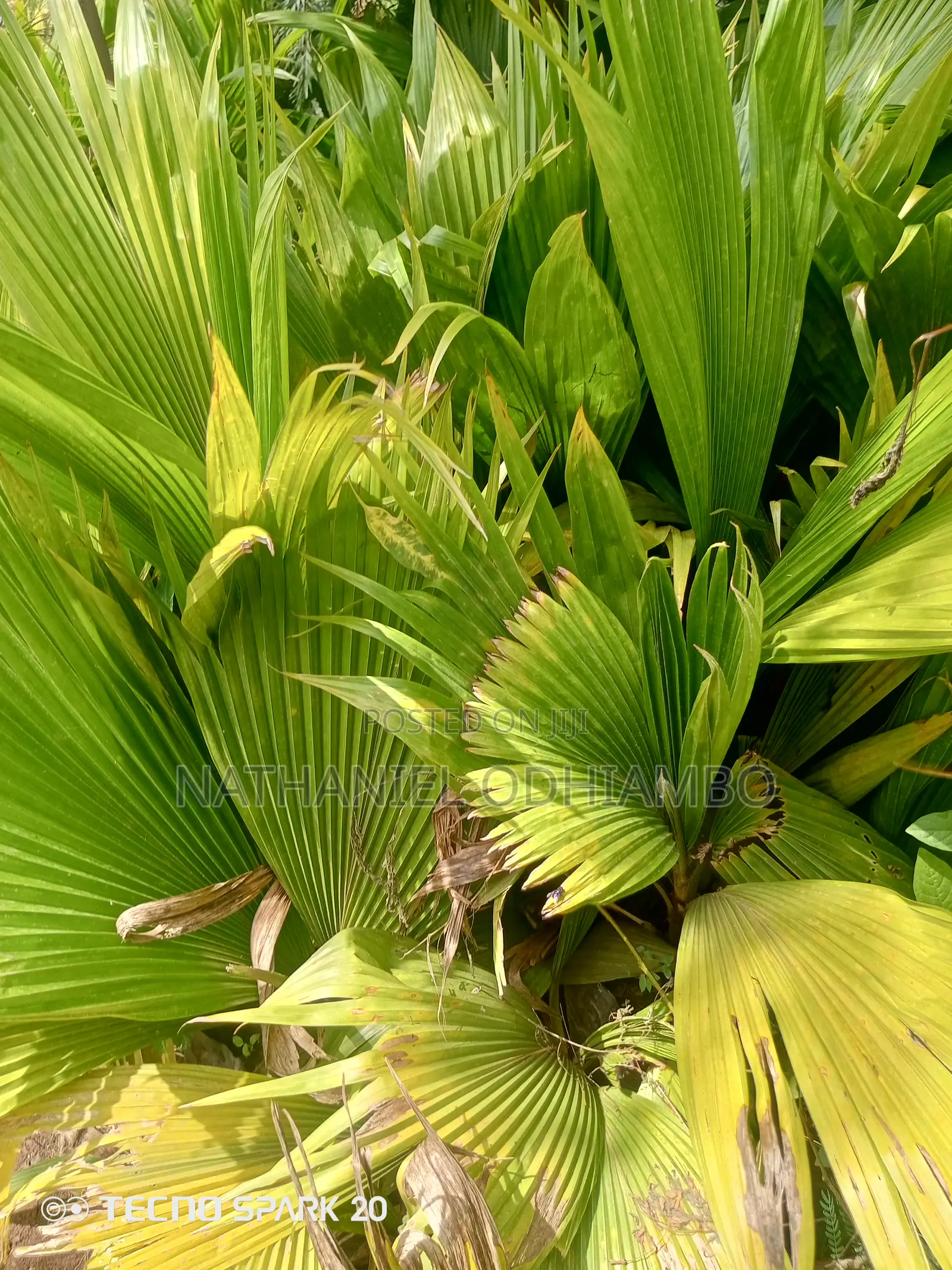 All Palm Treesseedlings Available