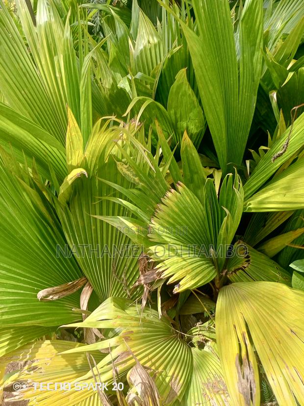 All Palm Treesseedlings Available - thumbnail 6
