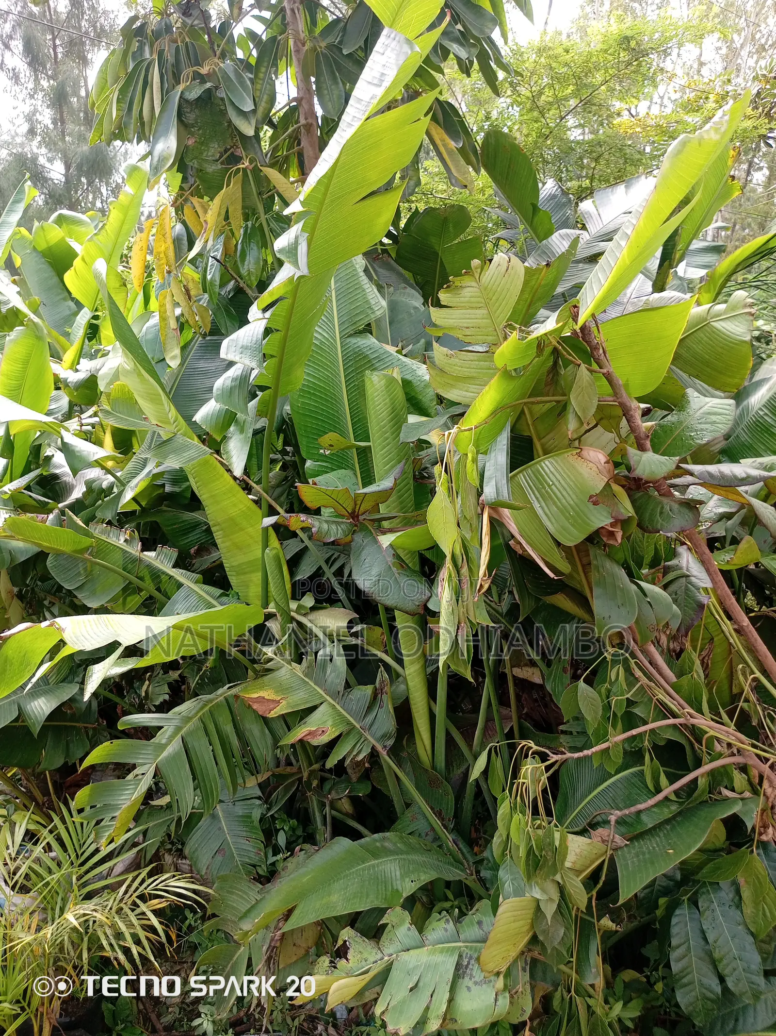 All Palm Treesseedlings Available
