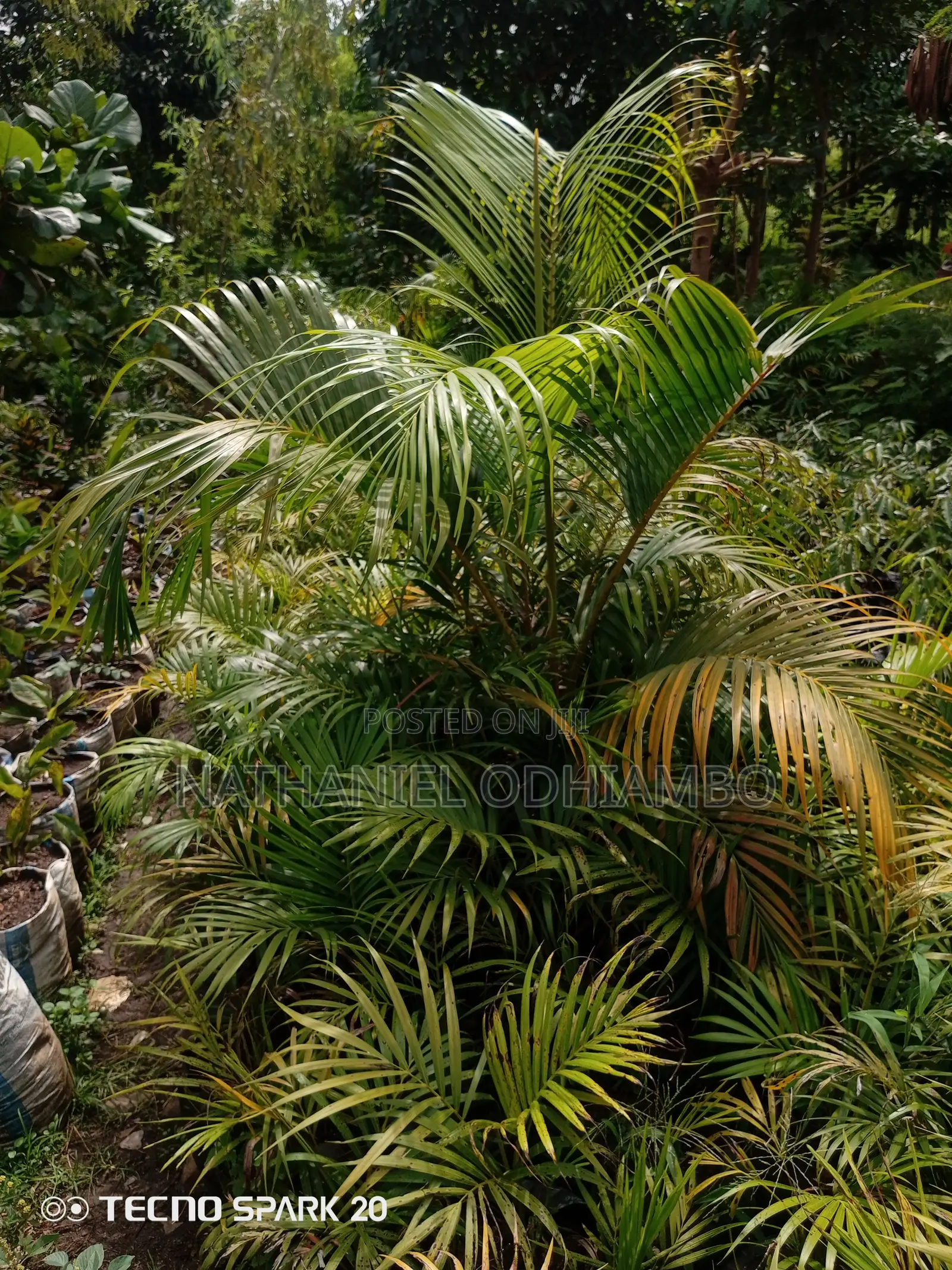 All Palm Treesseedlings Available