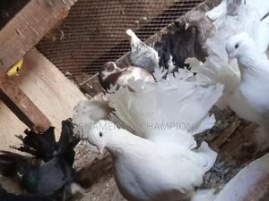 Loft Clearance - main view