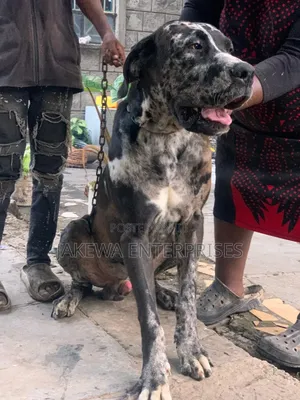 1+ year Male Purebred Great Dane