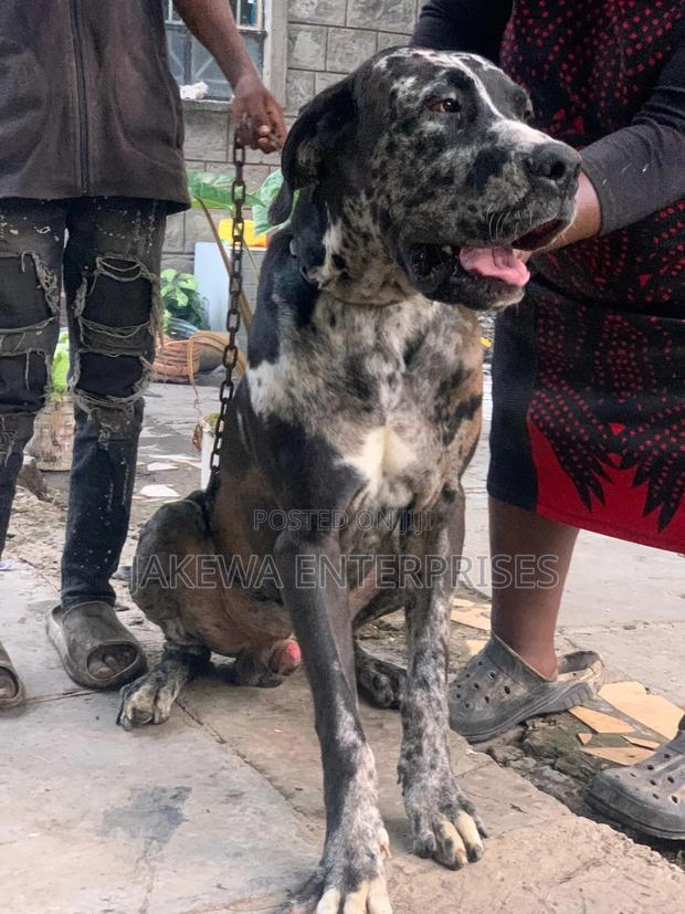 1+ year Male Purebred Great Dane