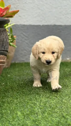 1-3 months Male Purebred Golden Retriever