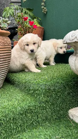 1-3 months Male Purebred Golden Retriever