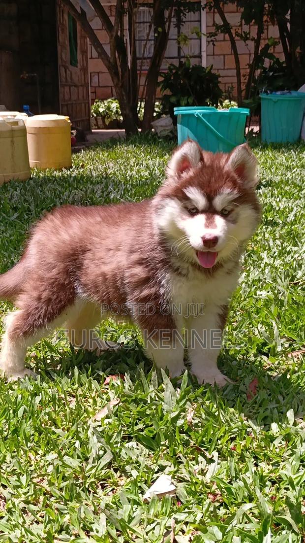 1-3 months Female Purebred Siberian Husky