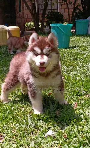 1-3 months Male Purebred Siberian Husky