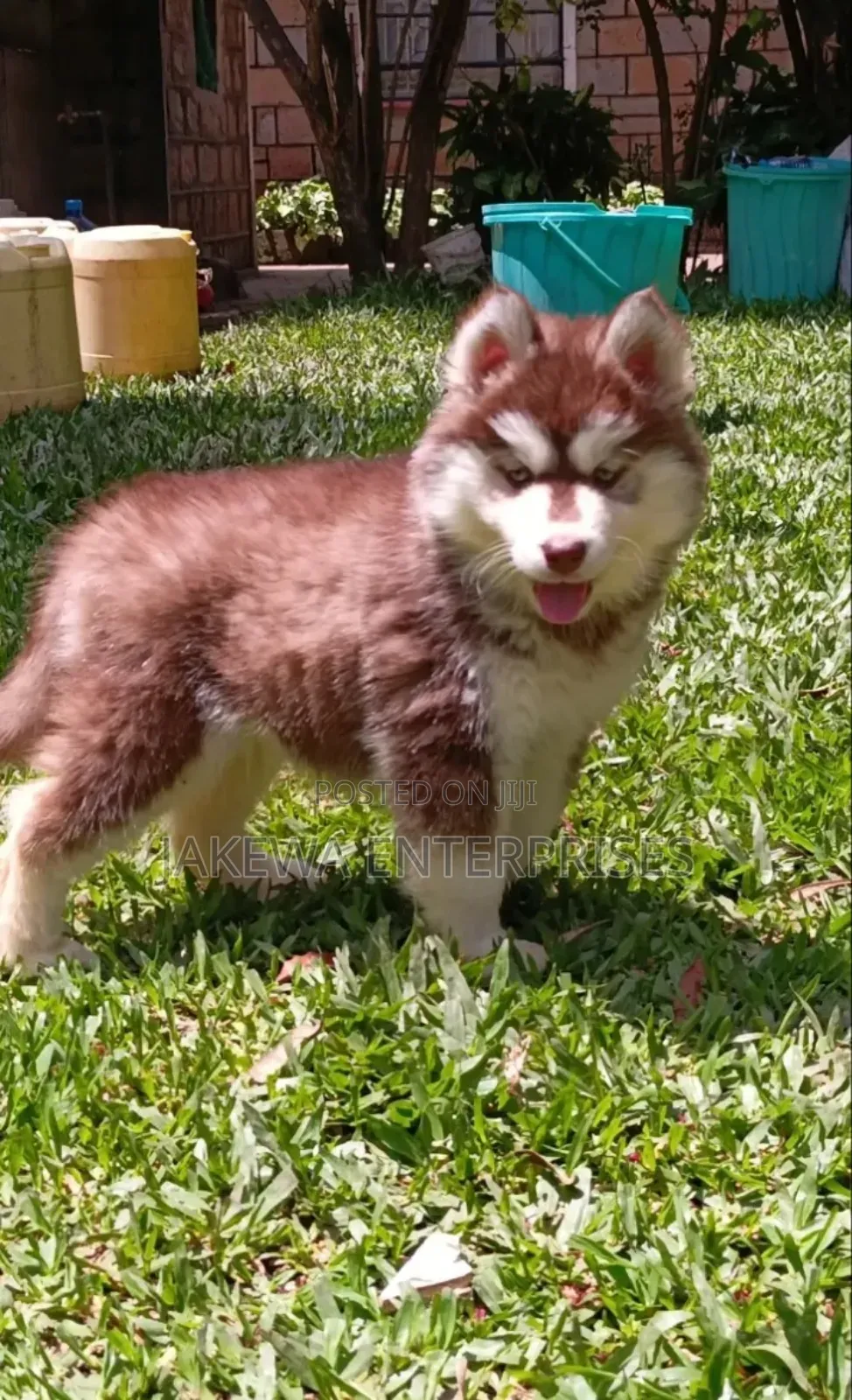1-3 months Female Purebred Siberian Husky