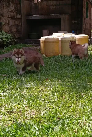 1-3 months Male Purebred Siberian Husky