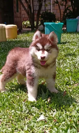 1-3 months Female Purebred Siberian Husky