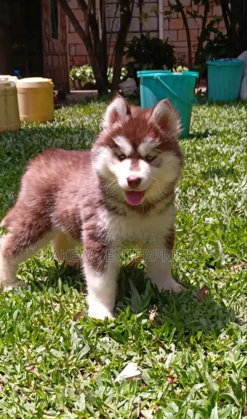 1-3 months Female Purebred Siberian Husky