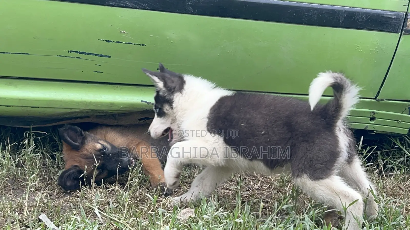 1-3 months Male Purebred Siberian Husky