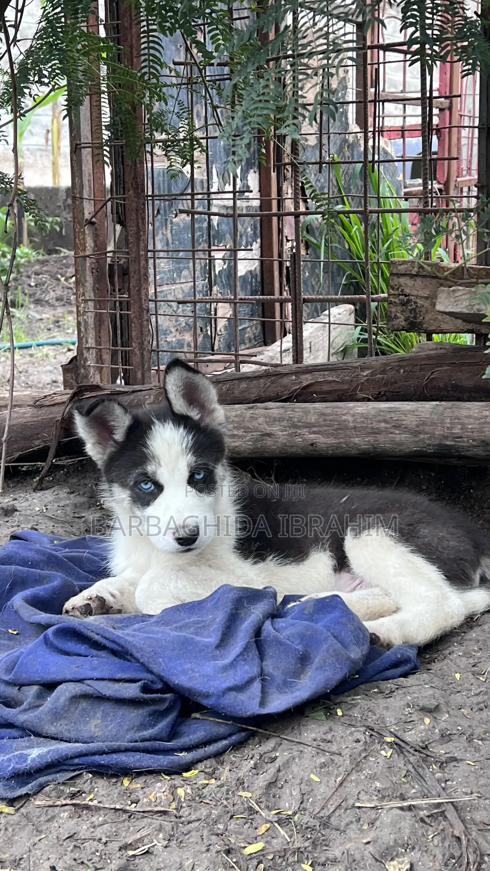 1-3 months Male Purebred Siberian Husky