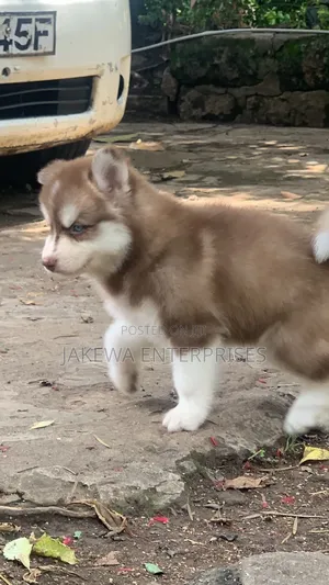 1-3 months Male Purebred Siberian Husky