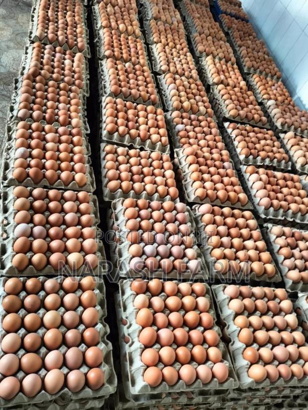 Eggs Available - main view