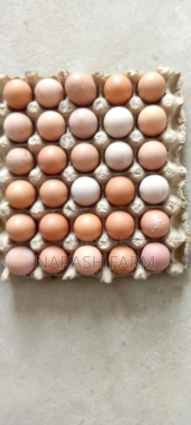 Eggs Available - thumbnail 3