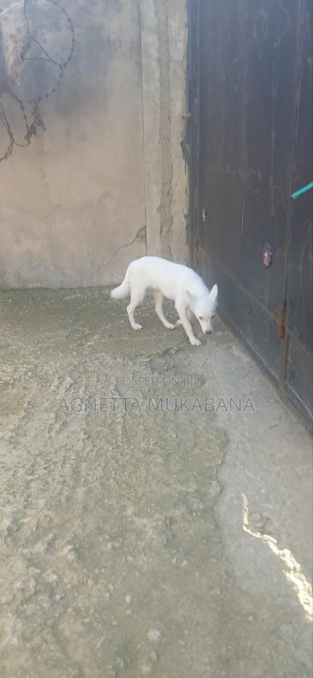 3-6 months Male Purebred Maltese - main view