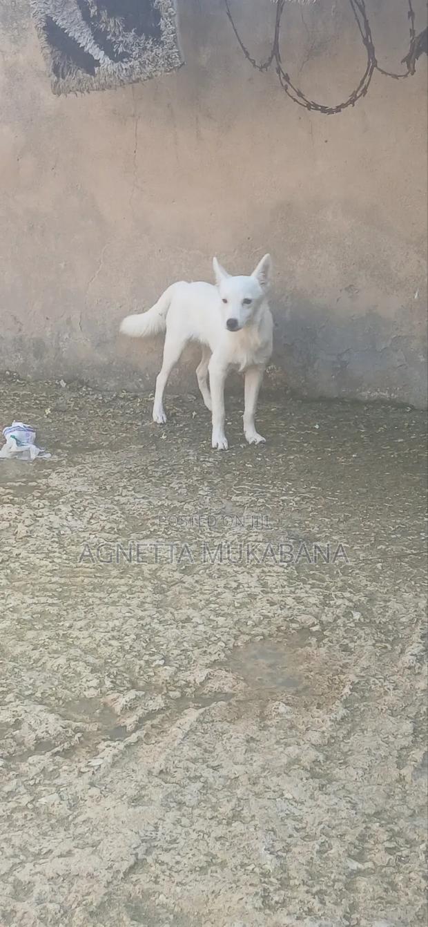 3-6 months Male Purebred Maltese - thumbnail 2