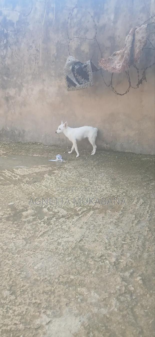 3-6 months Male Purebred Maltese - thumbnail 3