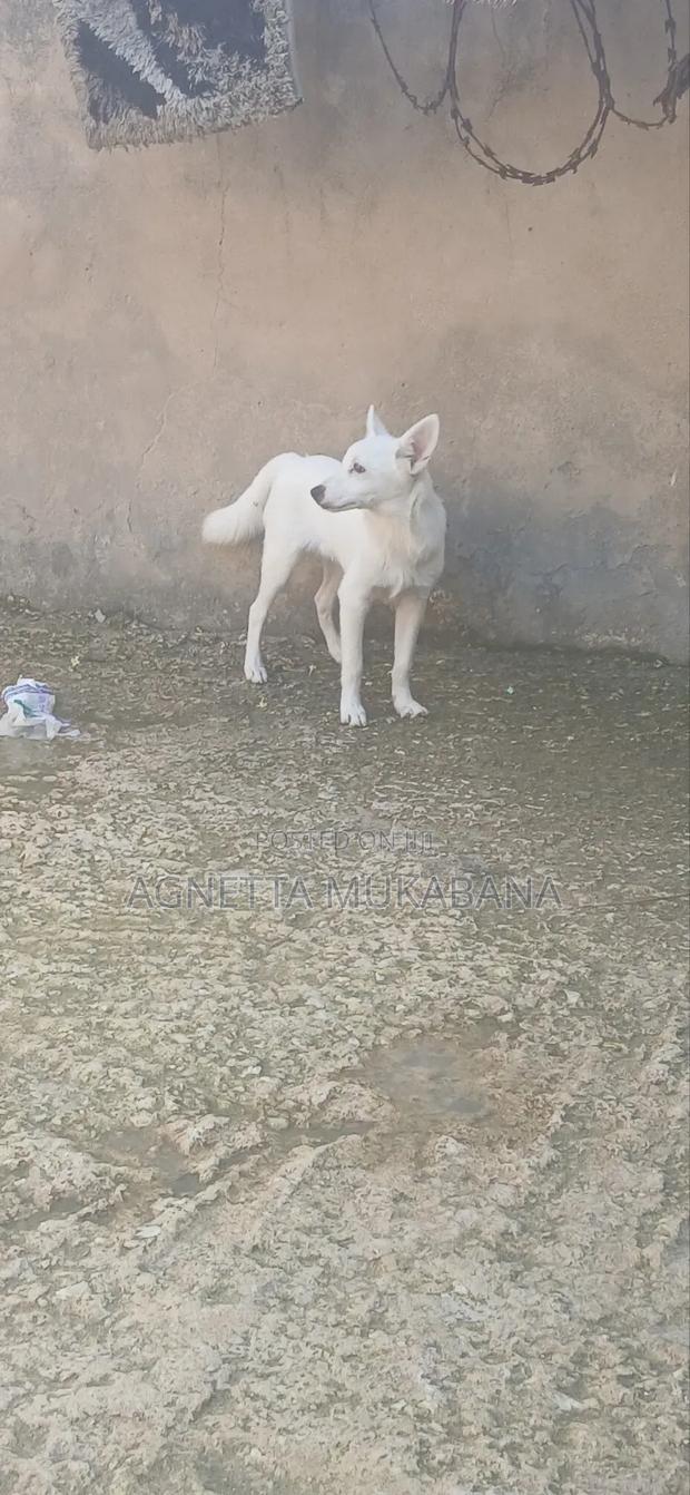 3-6 months Male Purebred Maltese - thumbnail 4