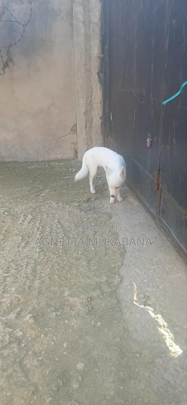 3-6 months Male Purebred Maltese - thumbnail 5