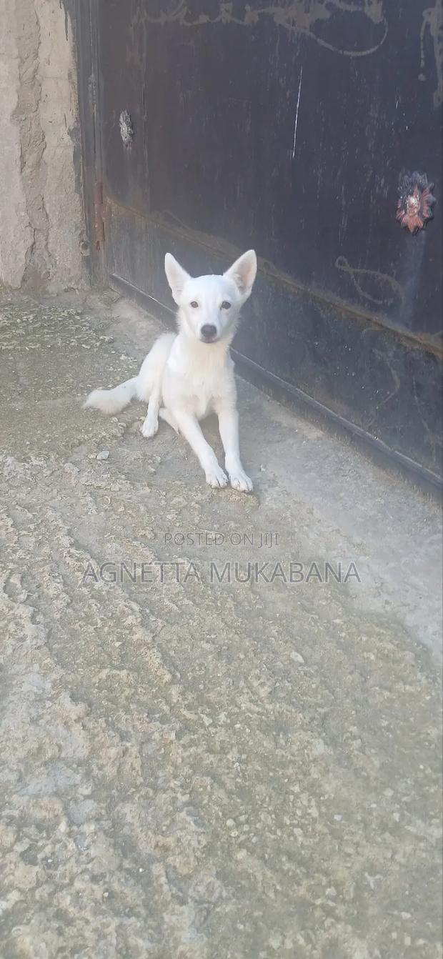 3-6 months Male Purebred Maltese - thumbnail 6