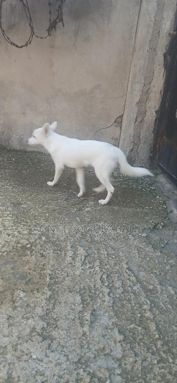 3-6 months Male Purebred Maltese - thumbnail 7