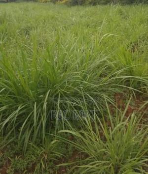 55x100ft Land Mosando Near Kisii Town - thumbnail 2