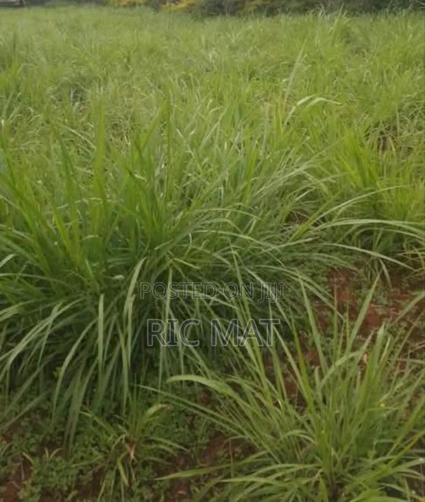 55x100ft Land Mosando Near Kisii Town - main view