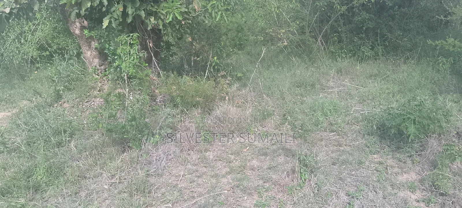 A Land for Settlement