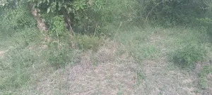 A Land for Settlement