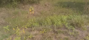 A Land for Settlement