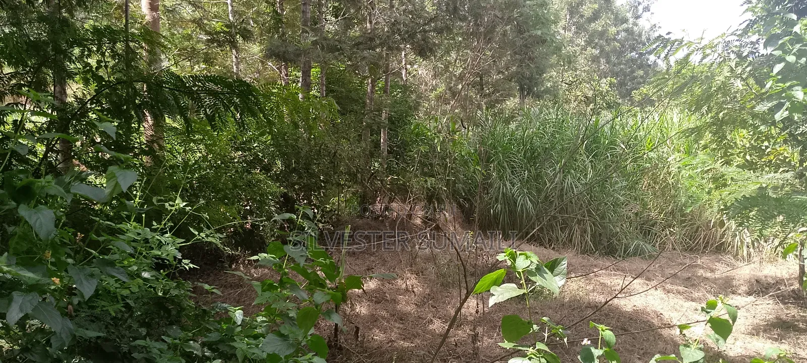 A Land for Settlement