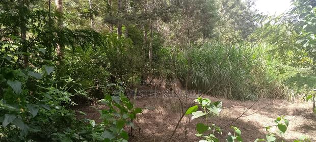 A Land for Settlement - thumbnail 4