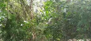 A Land for Settlement
