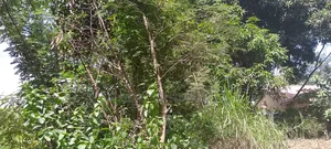 A Land for Settlement