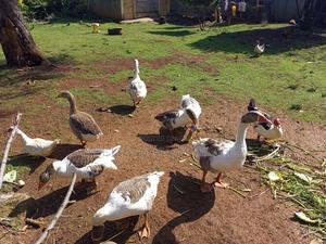 African Goose - main view