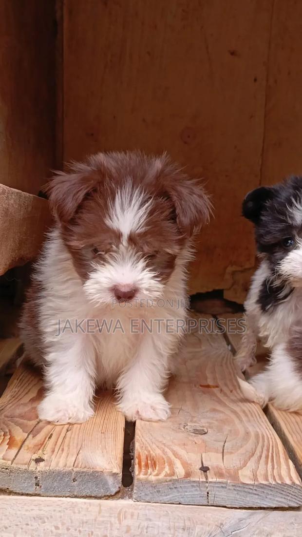 1-3 months Male Purebred Havanese - main view