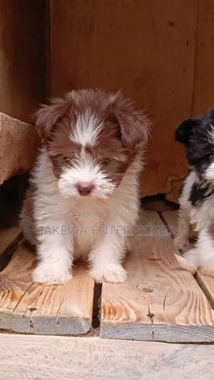 1-3 months Female Purebred Havanese